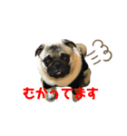 パグのメル～日常編vol.2～（個別スタンプ：19）