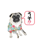 パグのメル～日常編vol.2～（個別スタンプ：21）