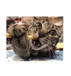 猫ズたち。（個別スタンプ：2）