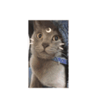猫ズたち。（個別スタンプ：4）