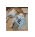 猫ズたち。（個別スタンプ：5）