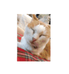 猫ズたち。（個別スタンプ：6）