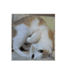 猫ズたち。（個別スタンプ：7）