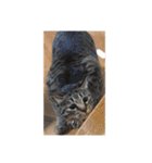 猫ズたち。（個別スタンプ：8）