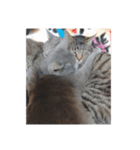 猫ズたち。（個別スタンプ：11）
