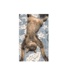 猫ズたち。（個別スタンプ：13）