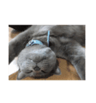 猫ズたち。（個別スタンプ：15）