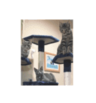 猫ズたち。（個別スタンプ：16）