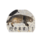 ふぅちゃんと愉快な仲間（個別スタンプ：15）