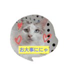 れおねこ（個別スタンプ：1）