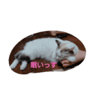 れおねこ（個別スタンプ：3）