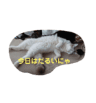 れおねこ（個別スタンプ：4）