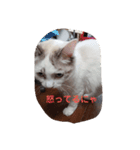 れおねこ（個別スタンプ：5）