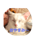れおねこ（個別スタンプ：6）