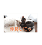 れおねこ（個別スタンプ：7）