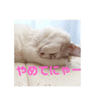 れおねこ（個別スタンプ：8）