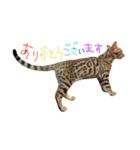 もりめろちゃん（個別スタンプ：3）