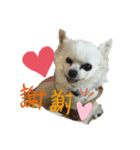 畑家のペット（個別スタンプ：2）