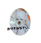 畑家のペット（個別スタンプ：4）
