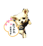 畑家のペット（個別スタンプ：5）