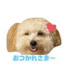 ポメプーロイくん（個別スタンプ：2）