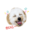 ポメプーロイくん（個別スタンプ：3）