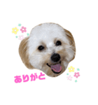 ポメプーロイくん（個別スタンプ：4）