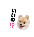 ポコ（3）（個別スタンプ：2）