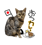 ✱ちゃーこ✱（個別スタンプ：1）