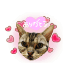 ✱ちゃーこ✱（個別スタンプ：3）