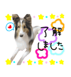 ✱ちゃーこ✱（個別スタンプ：8）