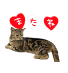✱ちゃーこ✱（個別スタンプ：9）