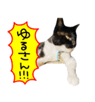 ✱ちゃーこ✱（個別スタンプ：14）