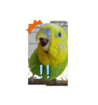 インコちゃん（くぅ）（個別スタンプ：3）