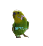 インコちゃん（くぅ）（個別スタンプ：7）
