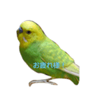 インコちゃん（くぅ）（個別スタンプ：8）