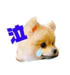 ポコ（2）（個別スタンプ：4）