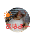 毎日癒やされるうちのコロくんスタンプ（個別スタンプ：1）