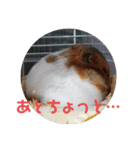 毎日癒やされるうちのコロくんスタンプ（個別スタンプ：3）