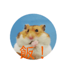 毎日癒やされるうちのコロくんスタンプ（個別スタンプ：7）