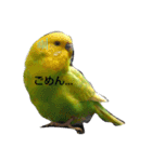 インコちゃん2弾（個別スタンプ：1）