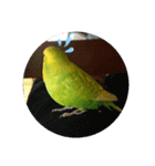 インコちゃん2弾（個別スタンプ：2）