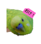 インコちゃん2弾（個別スタンプ：3）