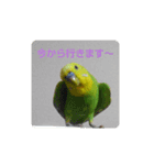 インコちゃん2弾（個別スタンプ：4）
