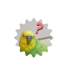 インコちゃん2弾（個別スタンプ：6）