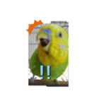 インコちゃん2弾（個別スタンプ：7）