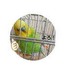 インコちゃん2弾（個別スタンプ：9）