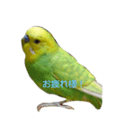 インコちゃん2弾（個別スタンプ：10）