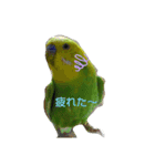 インコちゃん2弾（個別スタンプ：11）