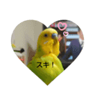 インコちゃん2弾（個別スタンプ：12）